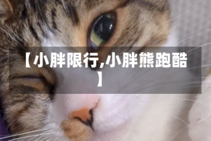 【小胖限行,小胖熊跑酷】