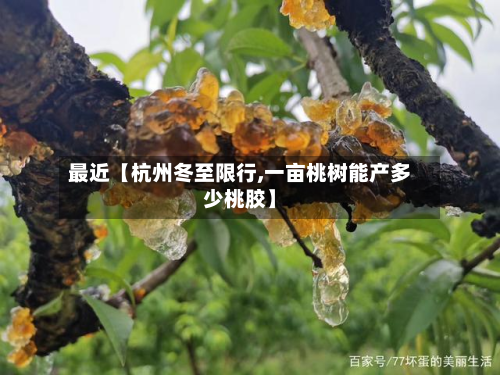 最近【杭州冬至限行,一亩桃树能产多少桃胶】-第1张图片