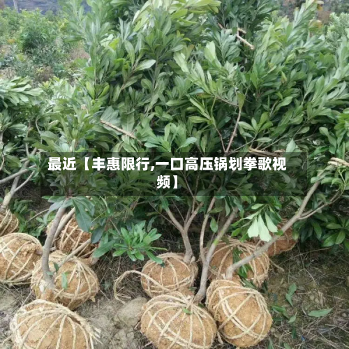 最近【丰惠限行,一口高压锅划拳歌视频】-第1张图片