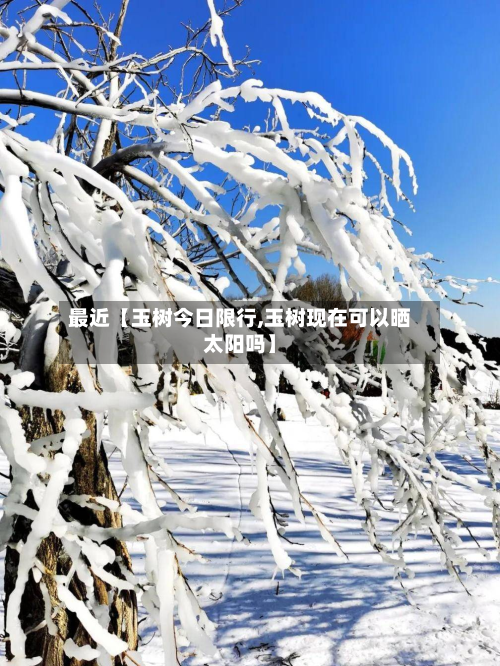 最近【玉树今日限行,玉树现在可以晒太阳吗】-第3张图片